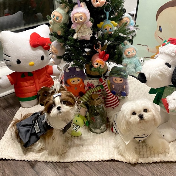 Meet your Posher, Rey - Picture 2 of 11